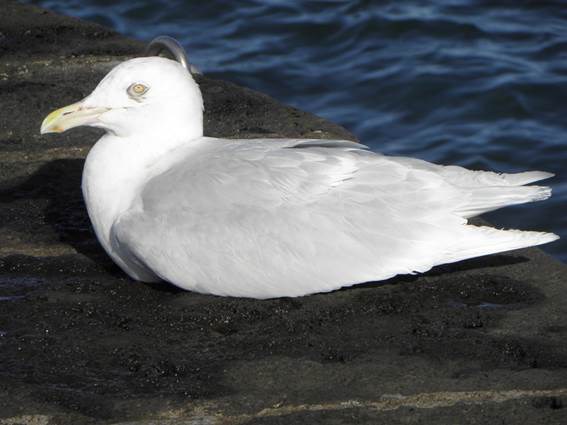 Gaivotão-branco raro foi descoberto na ilha açoriana da Graciosa 820663?tp=UH&db=IMAGENS&w=749