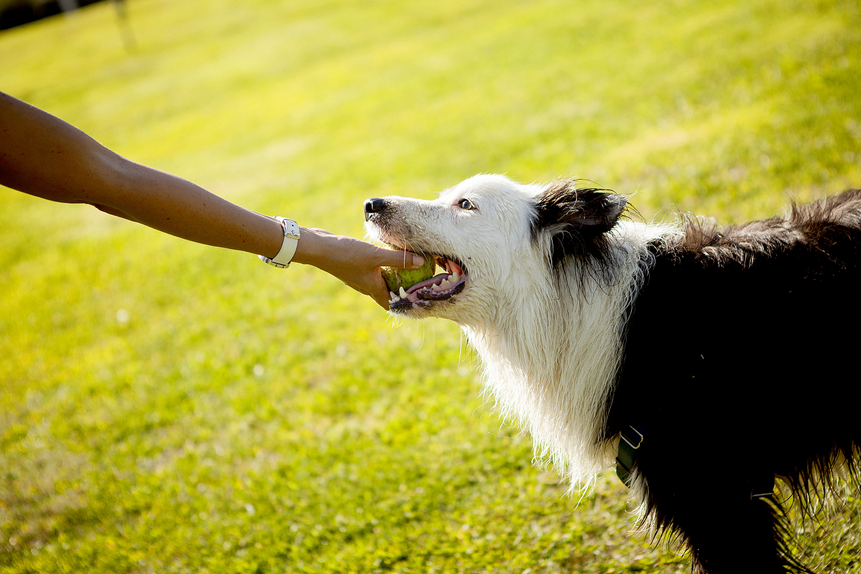 Maus tratos a animais de companhia punidos com prisão a partir de ... - Público.pt