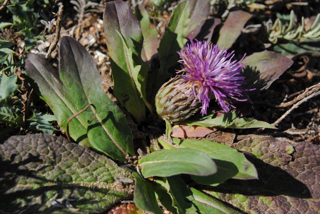 O guia que faltava para conhecer as plantas da costa alentejana e vicentina 894633?tp=UH&db=IMAGENS